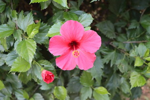 扶桑花
