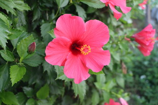 扶桑花