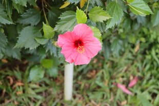 扶桑花