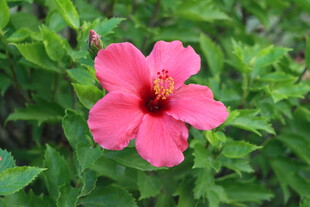 扶桑花