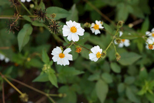 野菊花