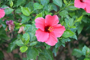 扶桑花