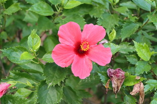 扶桑花