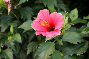 扶桑花