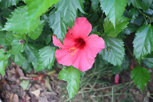 扶桑花
