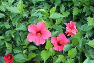 扶桑花