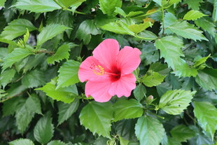 扶桑花