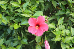 扶桑花