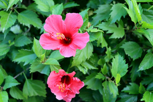扶桑花