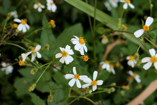 野菊花