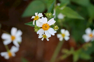 野菊花