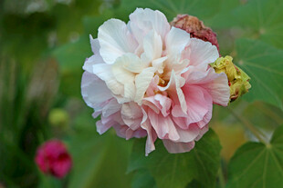 木芙蓉