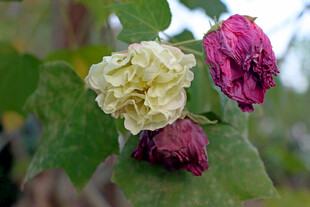 木芙蓉