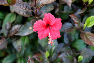 扶桑花