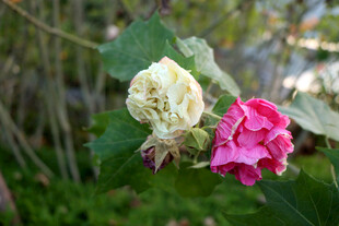 木芙蓉