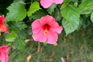 扶桑花