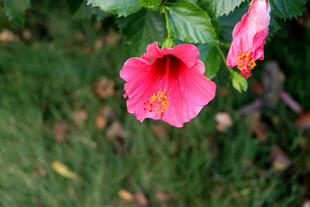扶桑花