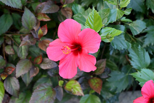 扶桑花