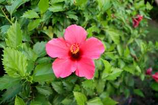 扶桑花