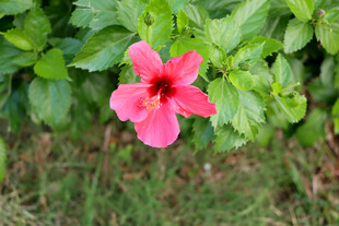 扶桑花