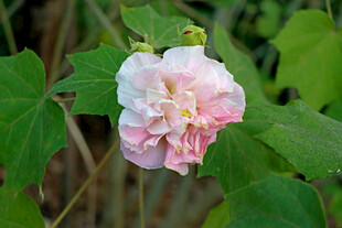 木芙蓉