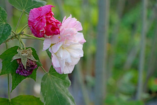 木芙蓉