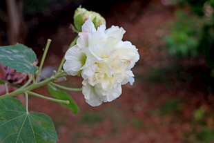 木芙蓉