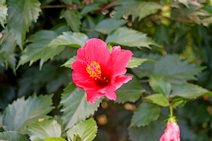 扶桑花