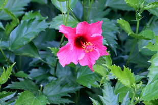 扶桑花