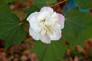 木芙蓉 