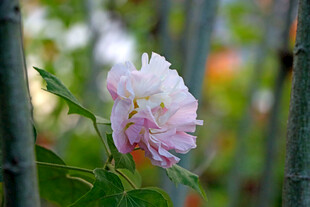 木芙蓉 