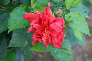 扶桑花