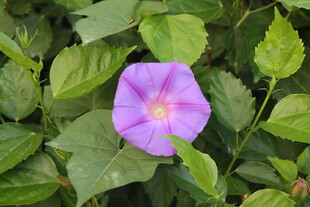 牵牛花