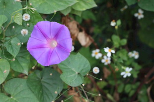 牵牛花