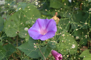 牵牛花