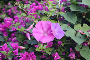 牵牛花