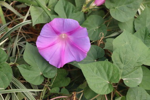 牵牛花