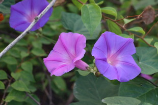 牵牛花