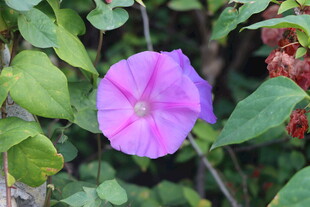 牵牛花