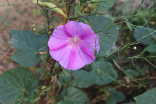 牵牛花