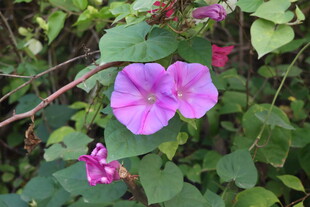 牵牛花