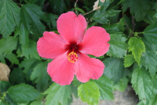 扶桑花