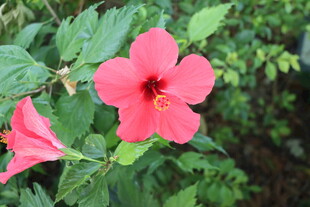 扶桑花