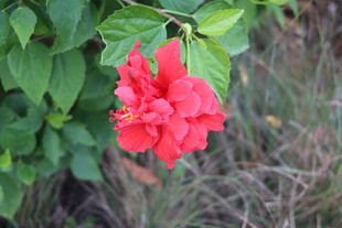 扶桑花