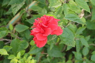 扶桑花