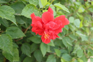 扶桑花