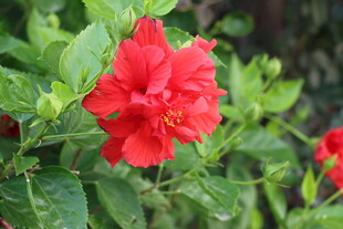 扶桑花