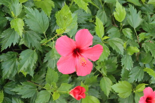 扶桑花