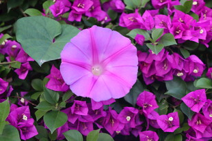 牵牛花