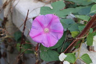 牵牛花